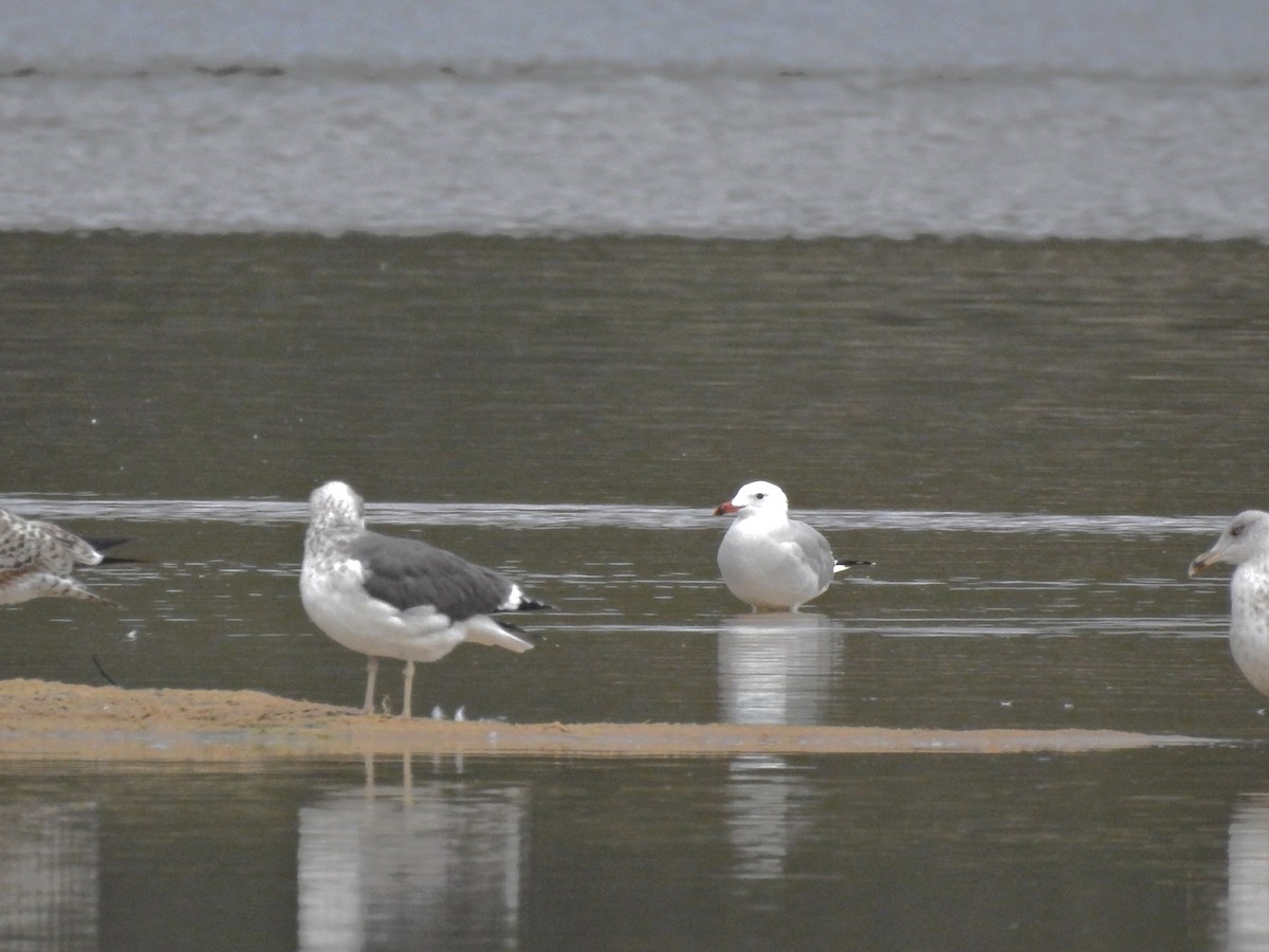 Audouin's Gull - ML646413554