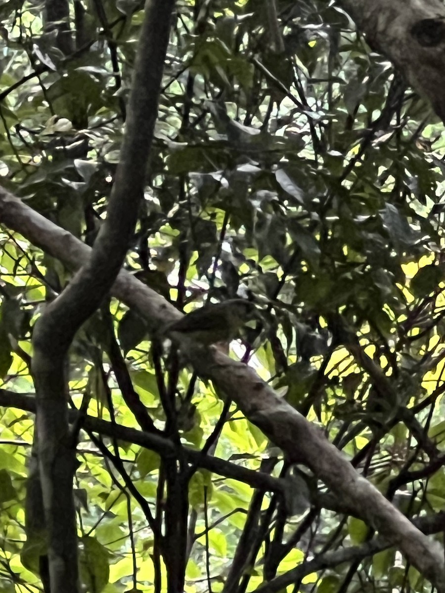 Pale-yellow Robin - ML646413555