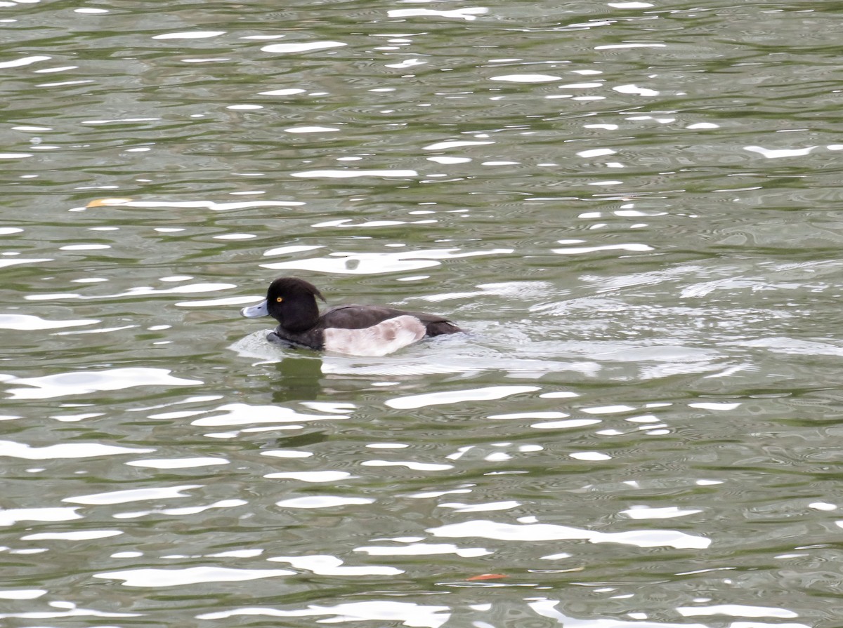 Чернь чубата - ML646413556