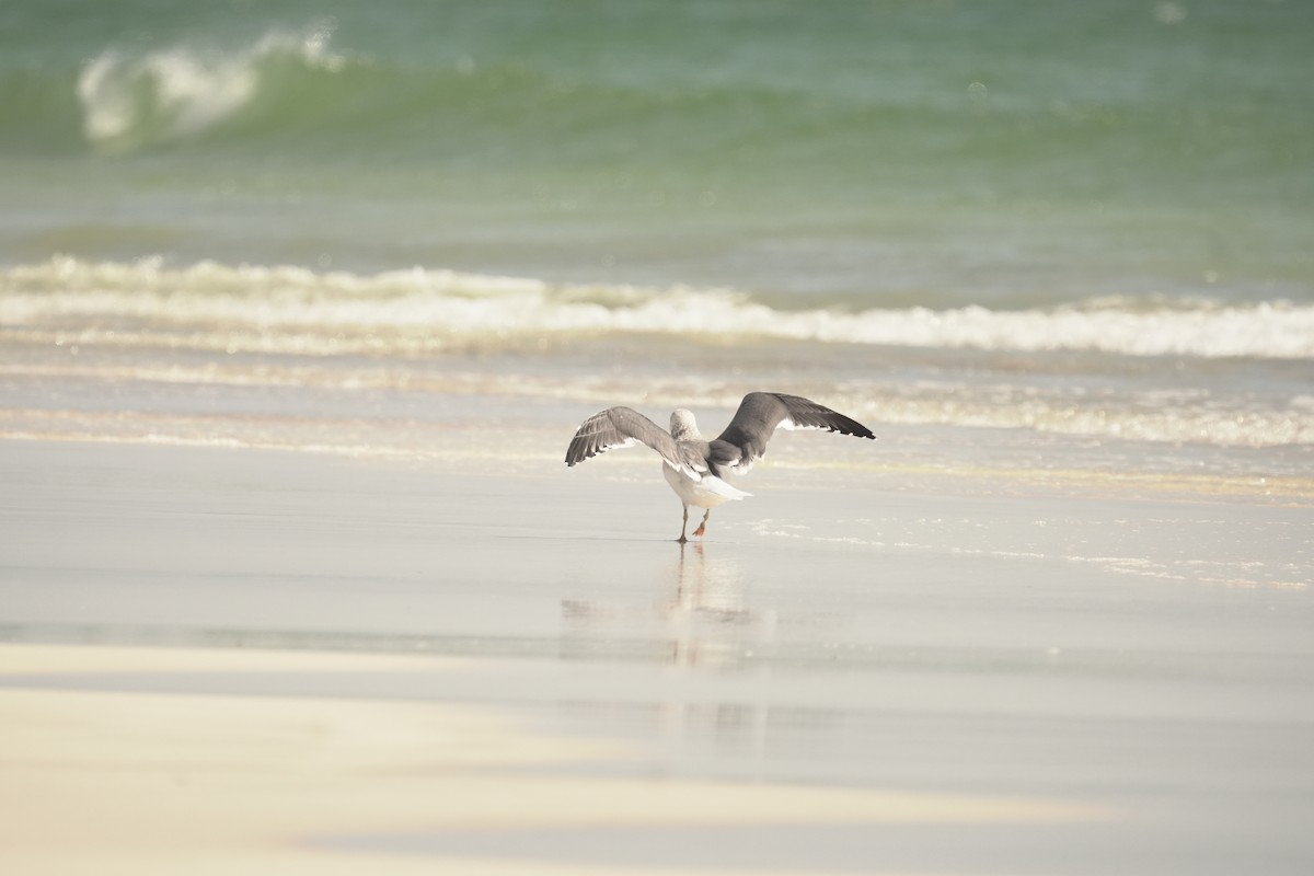 Goéland brun - ML646413557