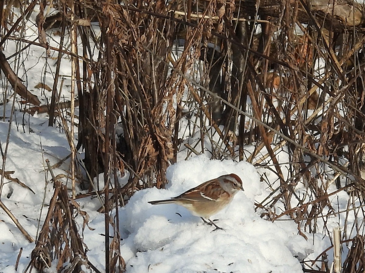 strnádka pokřovní - ML646413558
