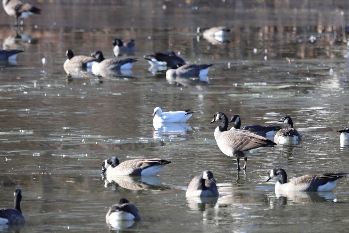 Ross's Goose - ML646413560