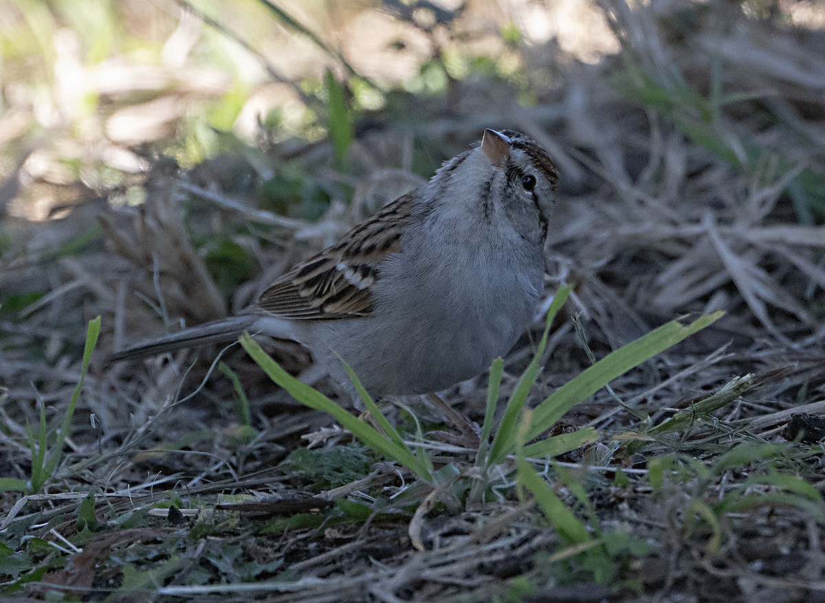 Chingolo Cejiblanco - ML646413571