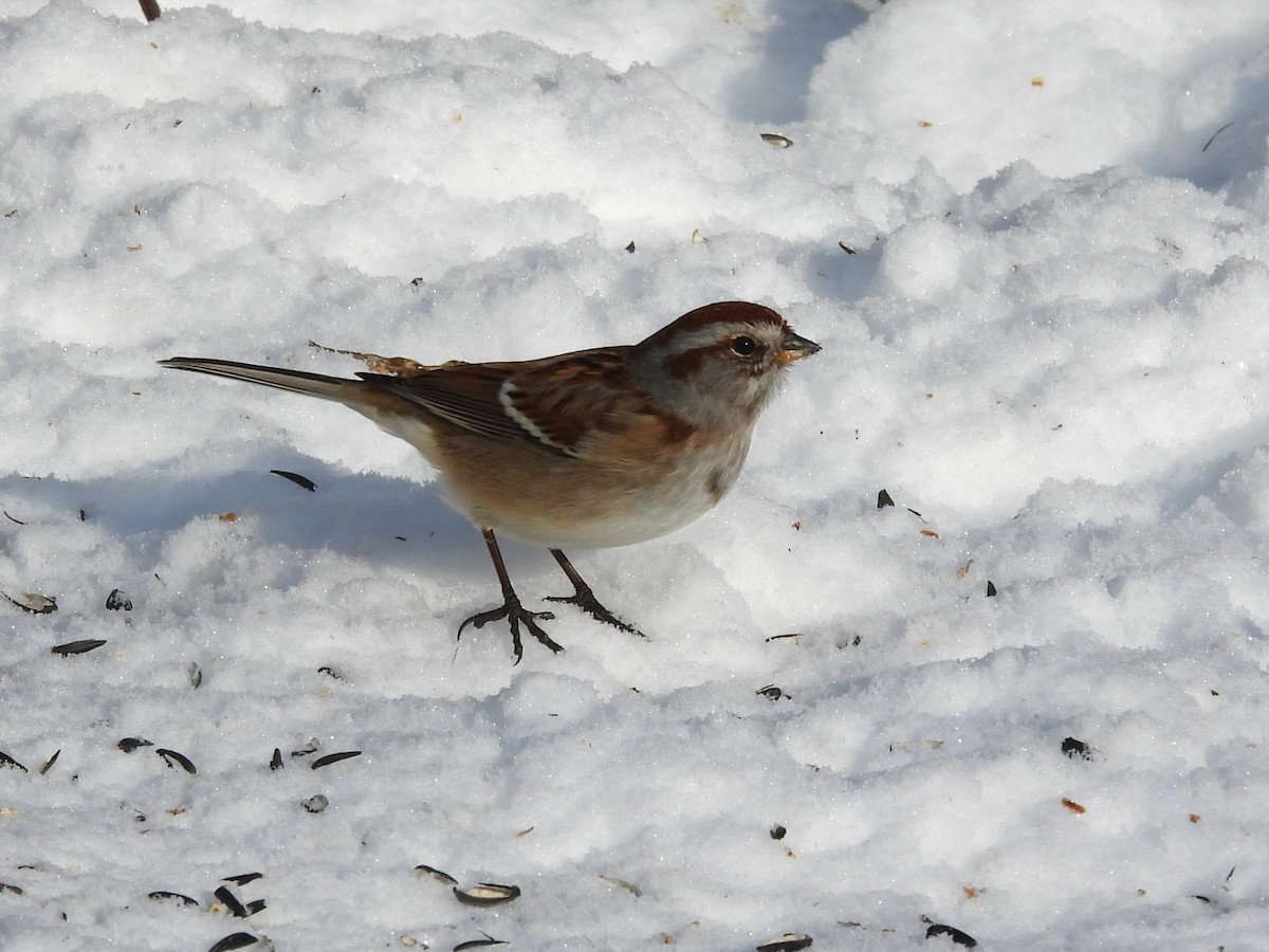 strnádka pokřovní - ML646413574