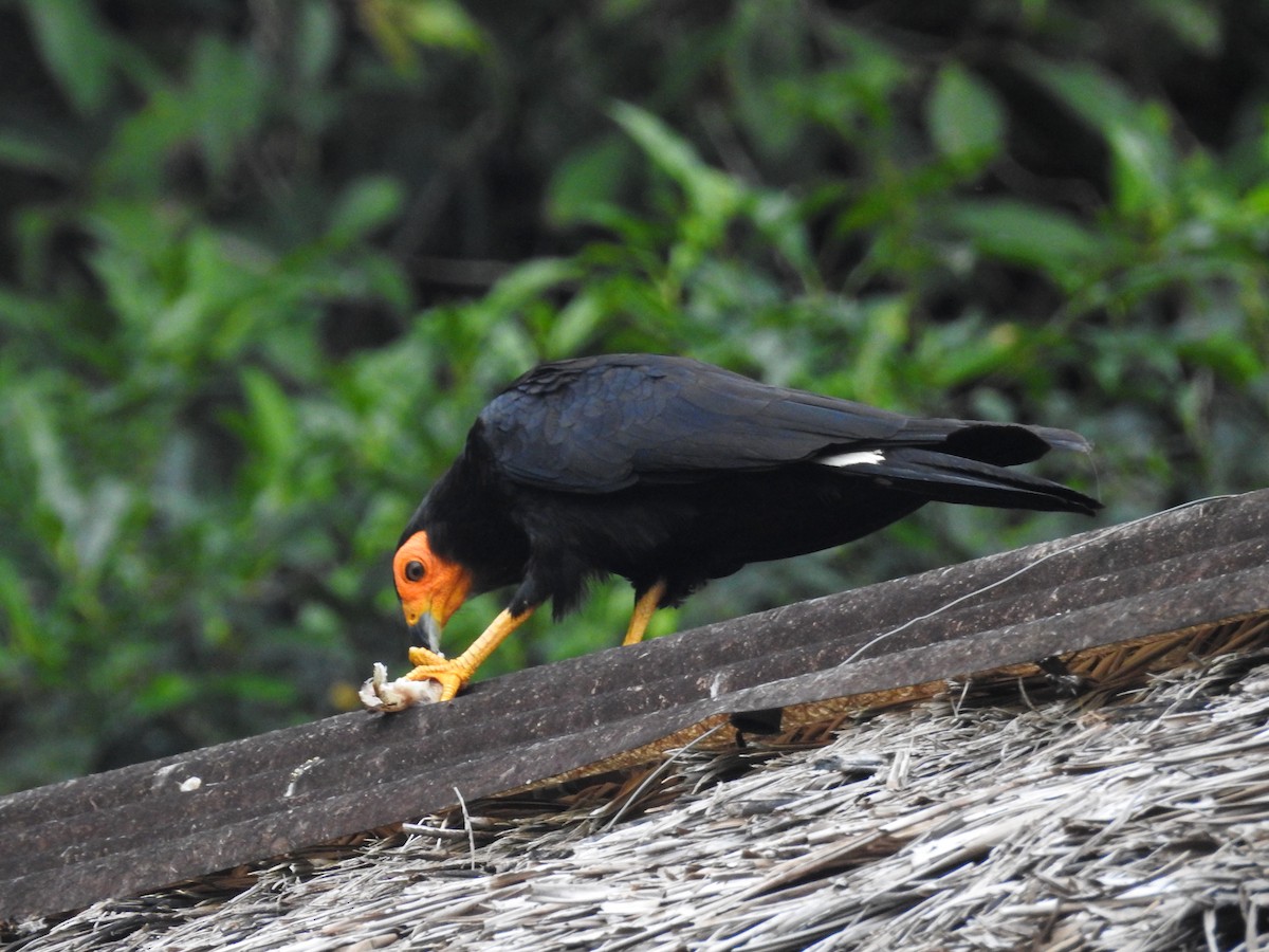 Black Caracara - ML646413576