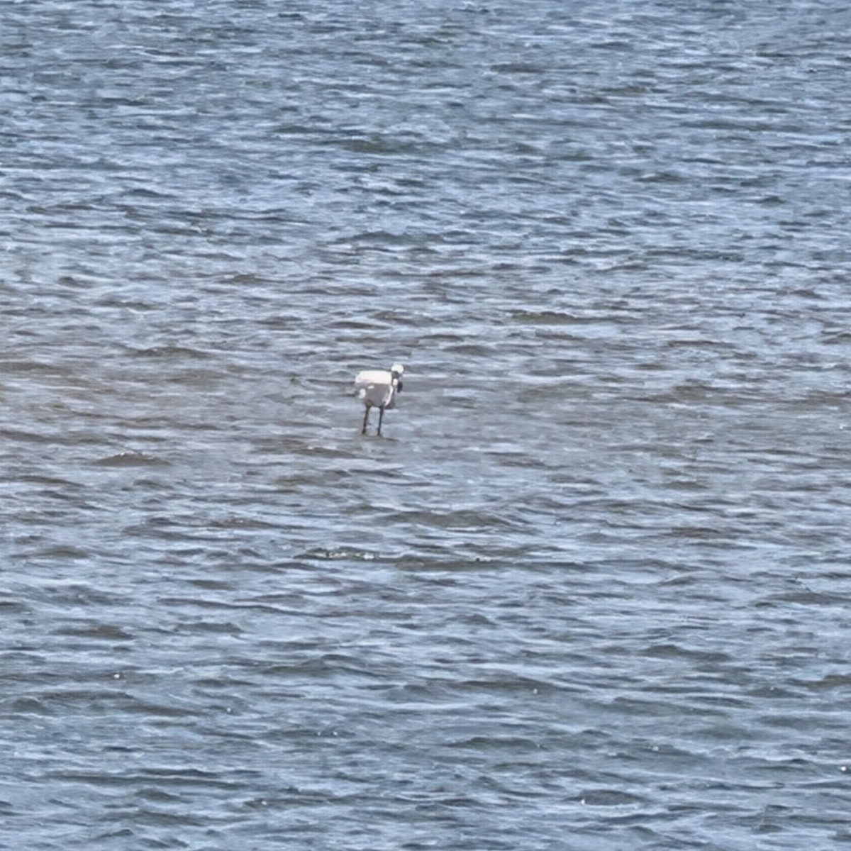 Flamenco Chileno - ML646413577