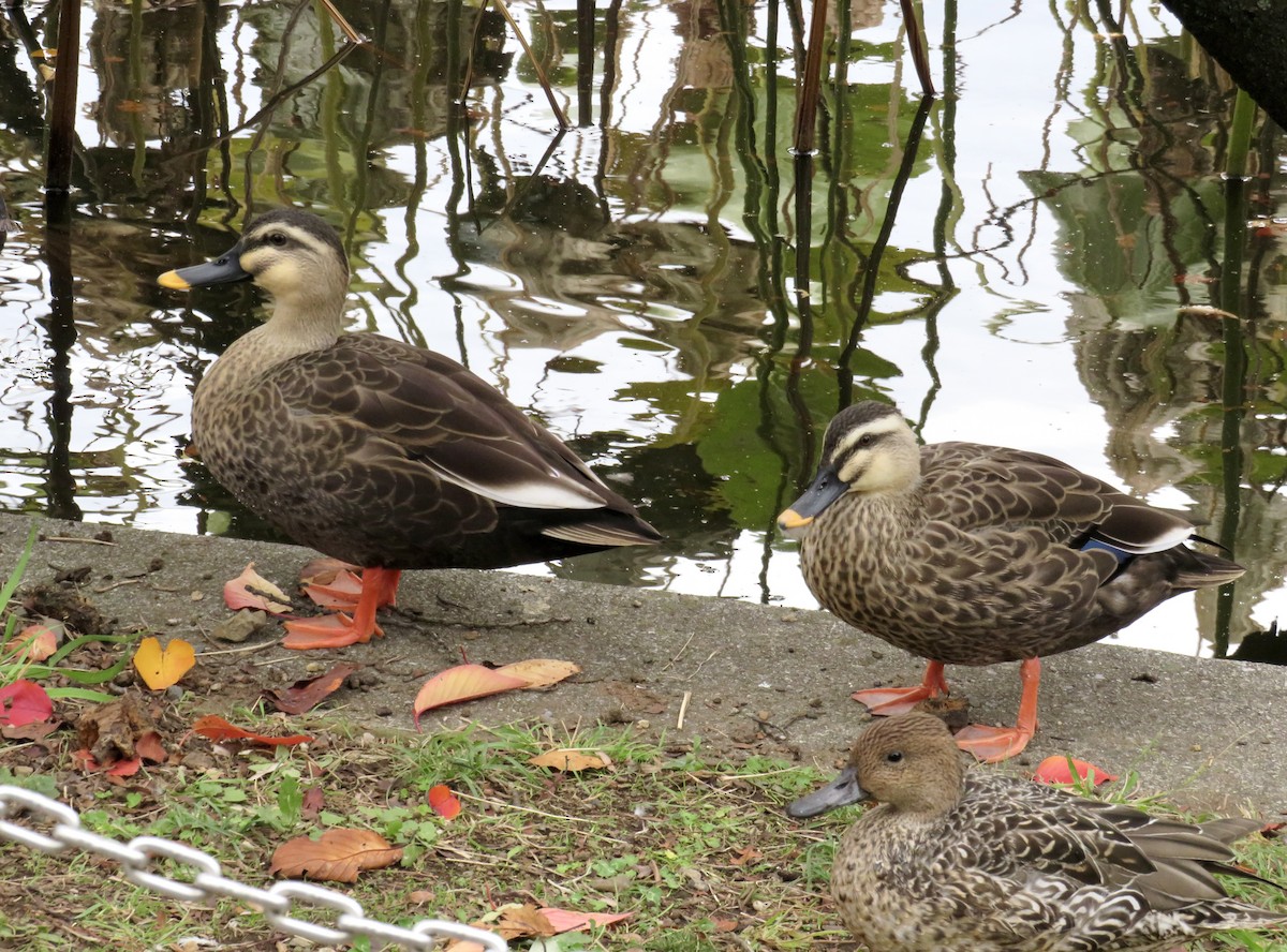 Eastern Spot-billed Duck - ML646413578