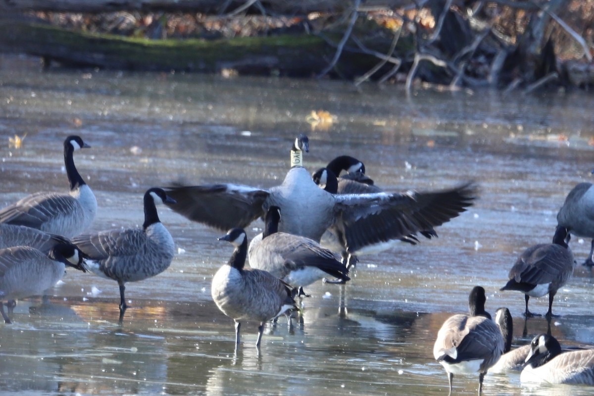 Canada Goose - ML646413585