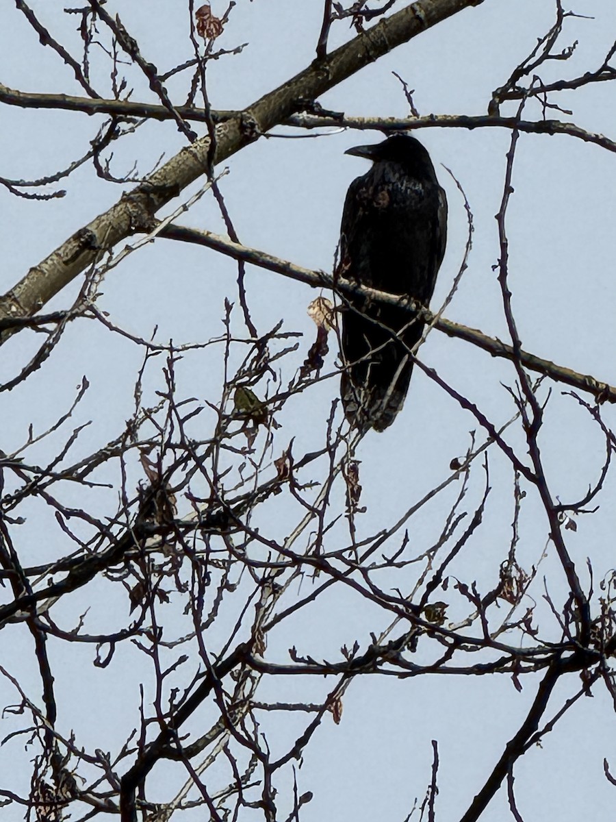 Erroi handia - ML646413586