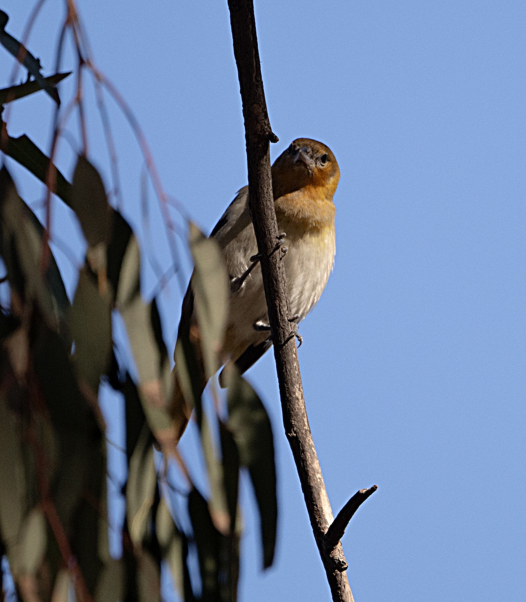 Turpial de Bullock - ML646413587