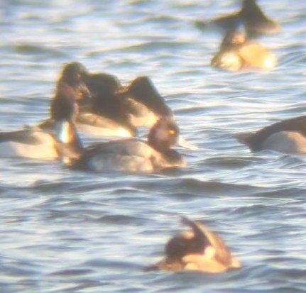 Lesser Scaup - ML646413588