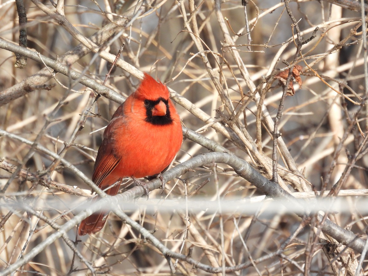 kardinál červený - ML646413589