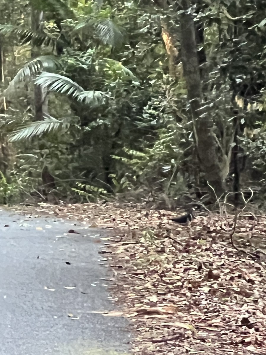 Wonga Pigeon - ML646413594