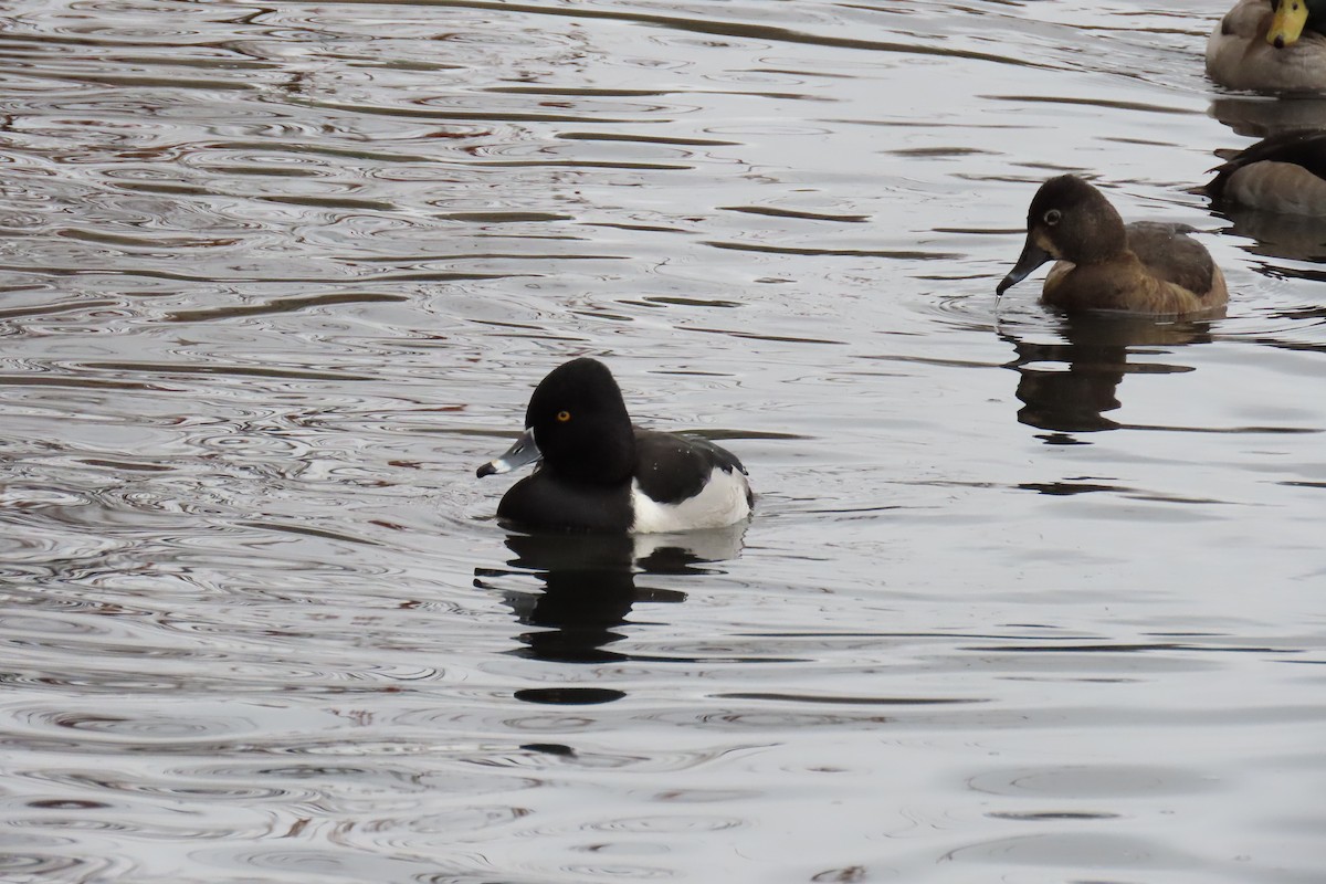 Ring-necked Duck - ML646413595