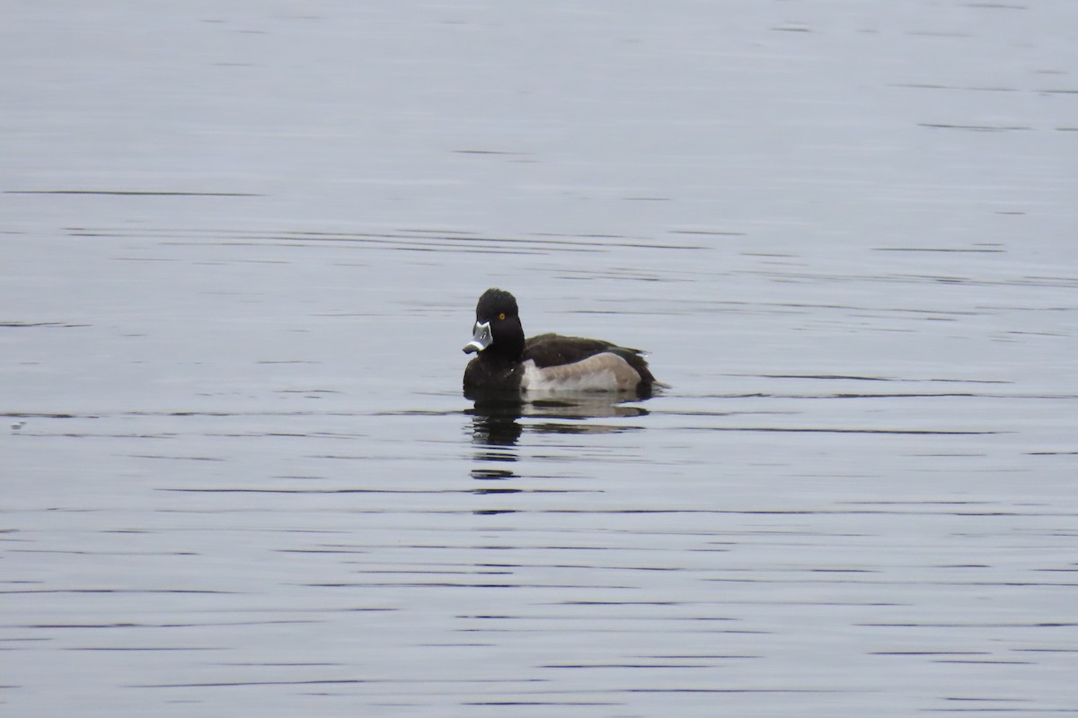 Ring-necked Duck - ML646413596