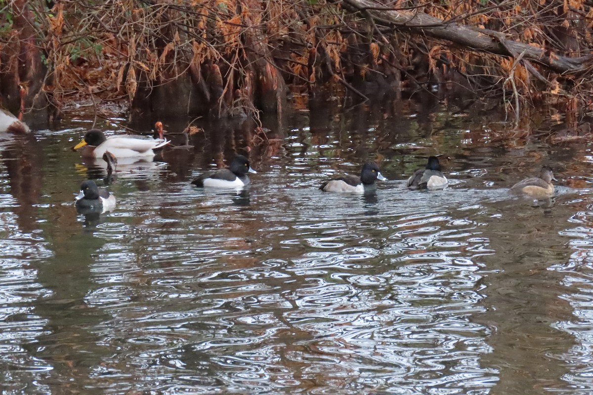 Ring-necked Duck - ML646413598