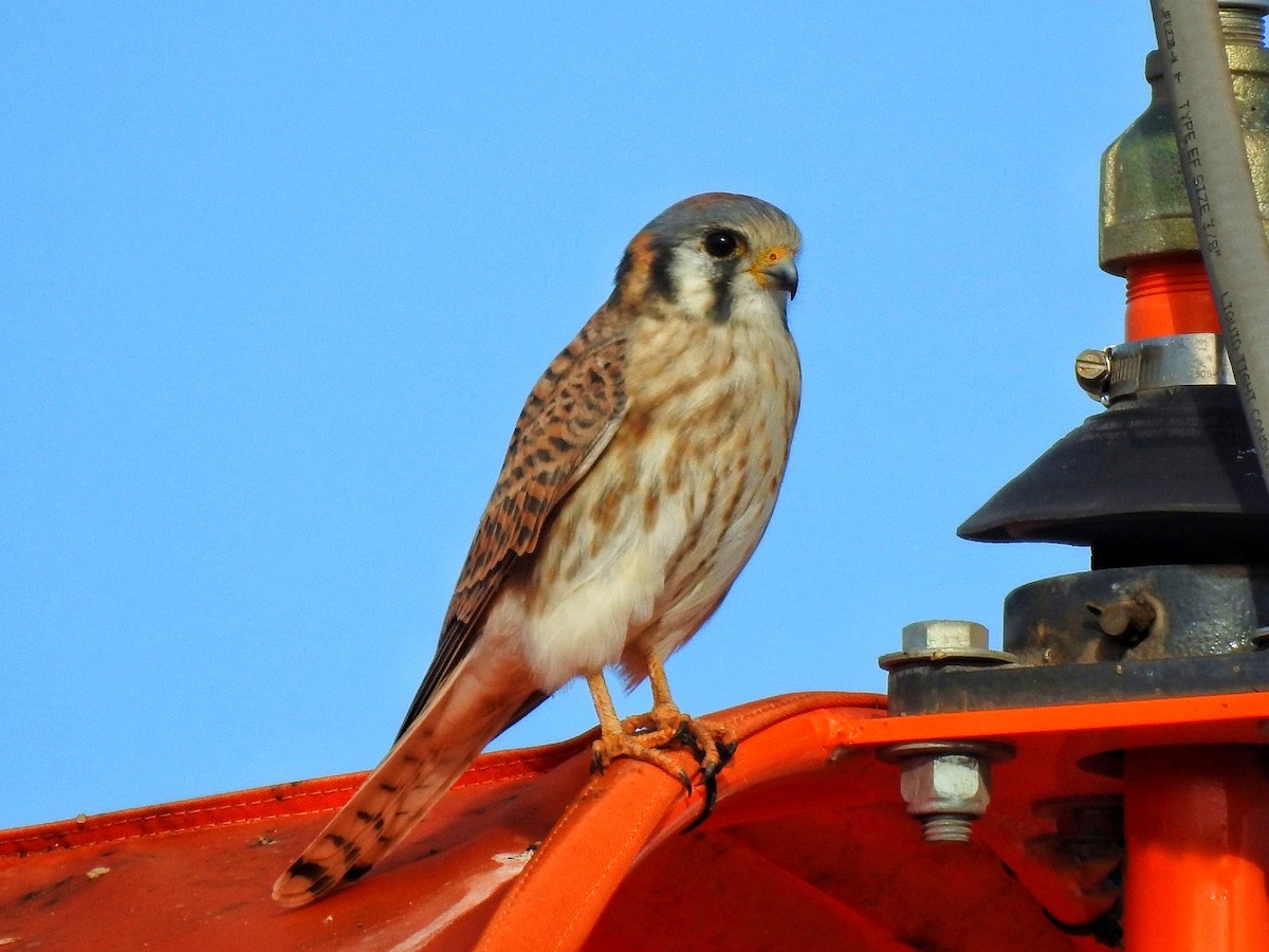 American Kestrel - ML646413601