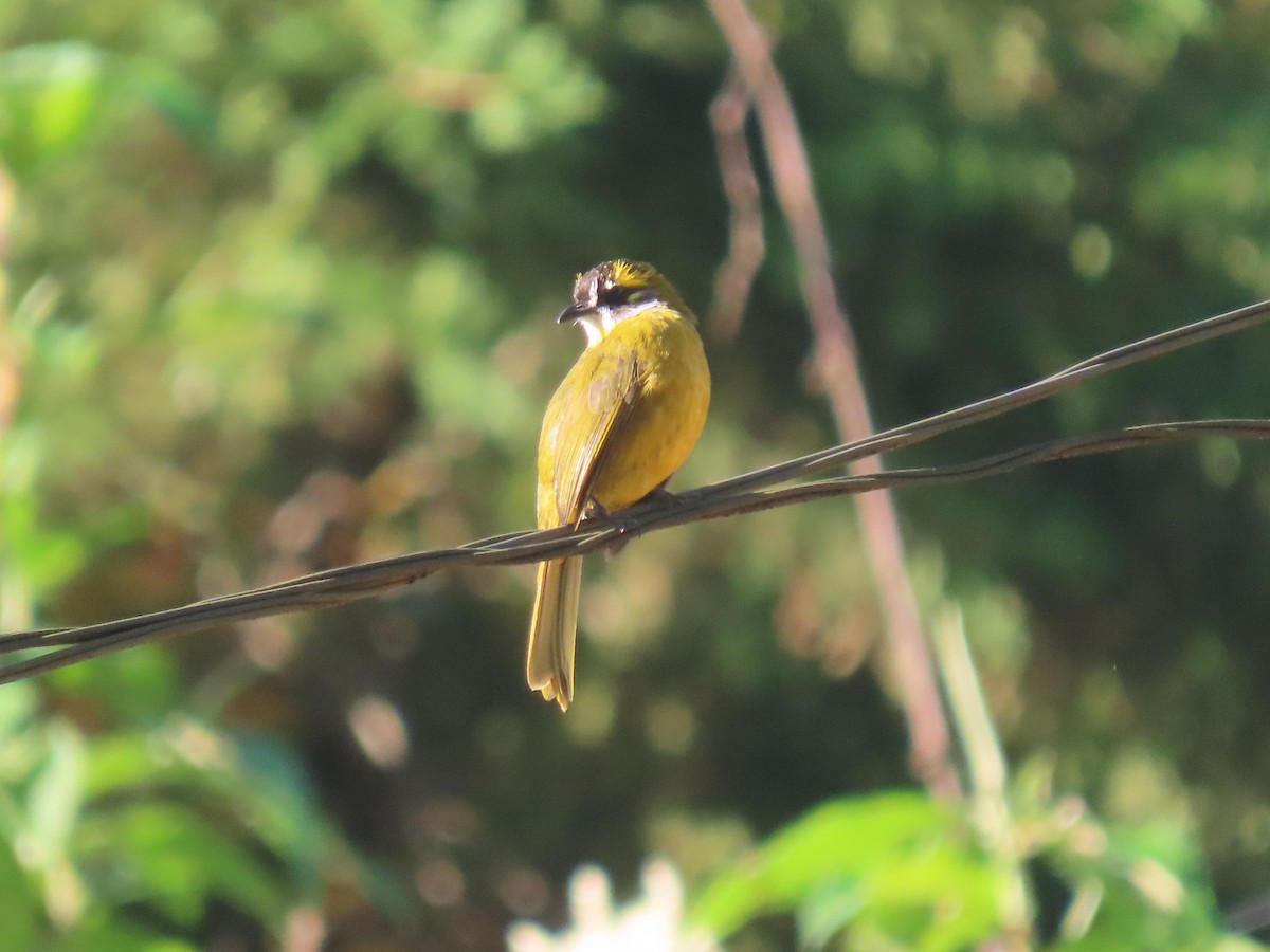 Yellow-eared Bulbul - ML646413602