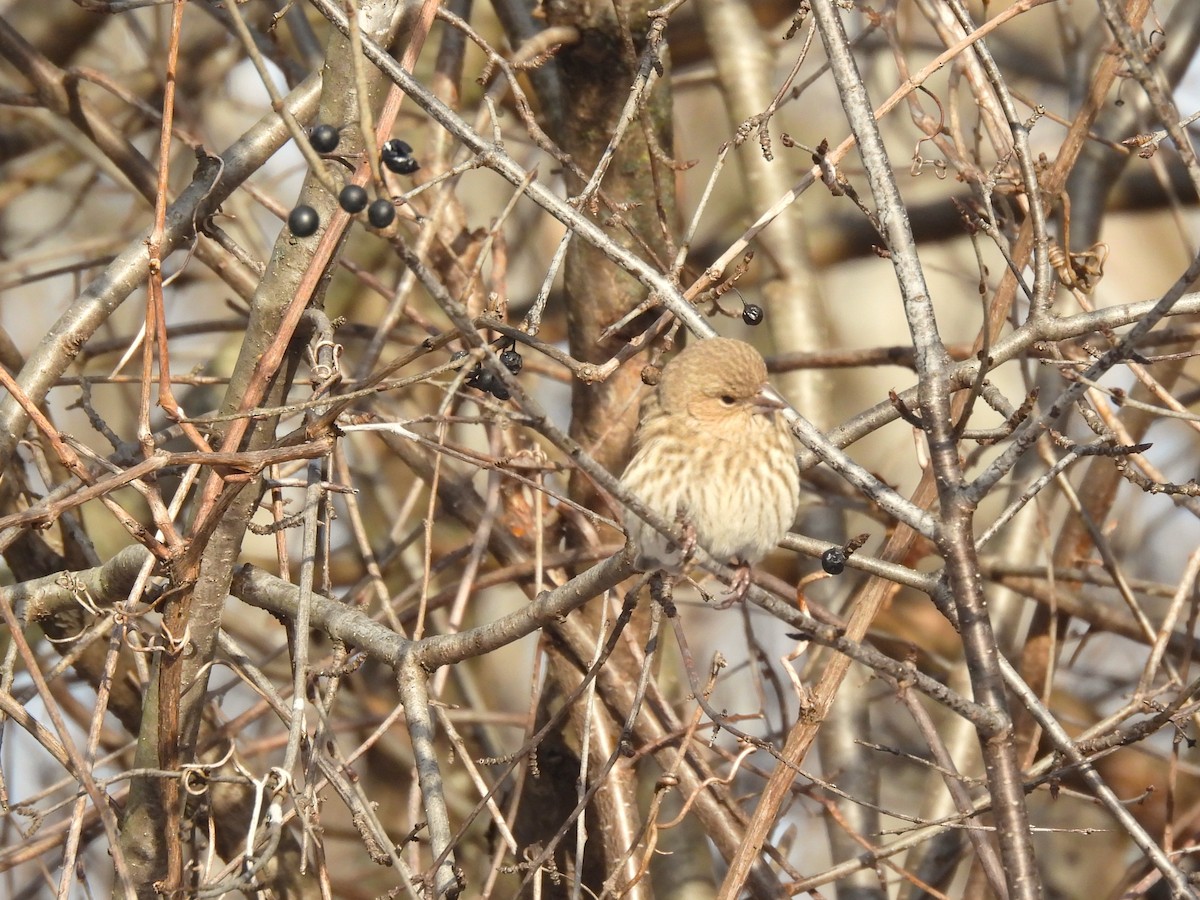 hýl rudoprsý - ML646413603