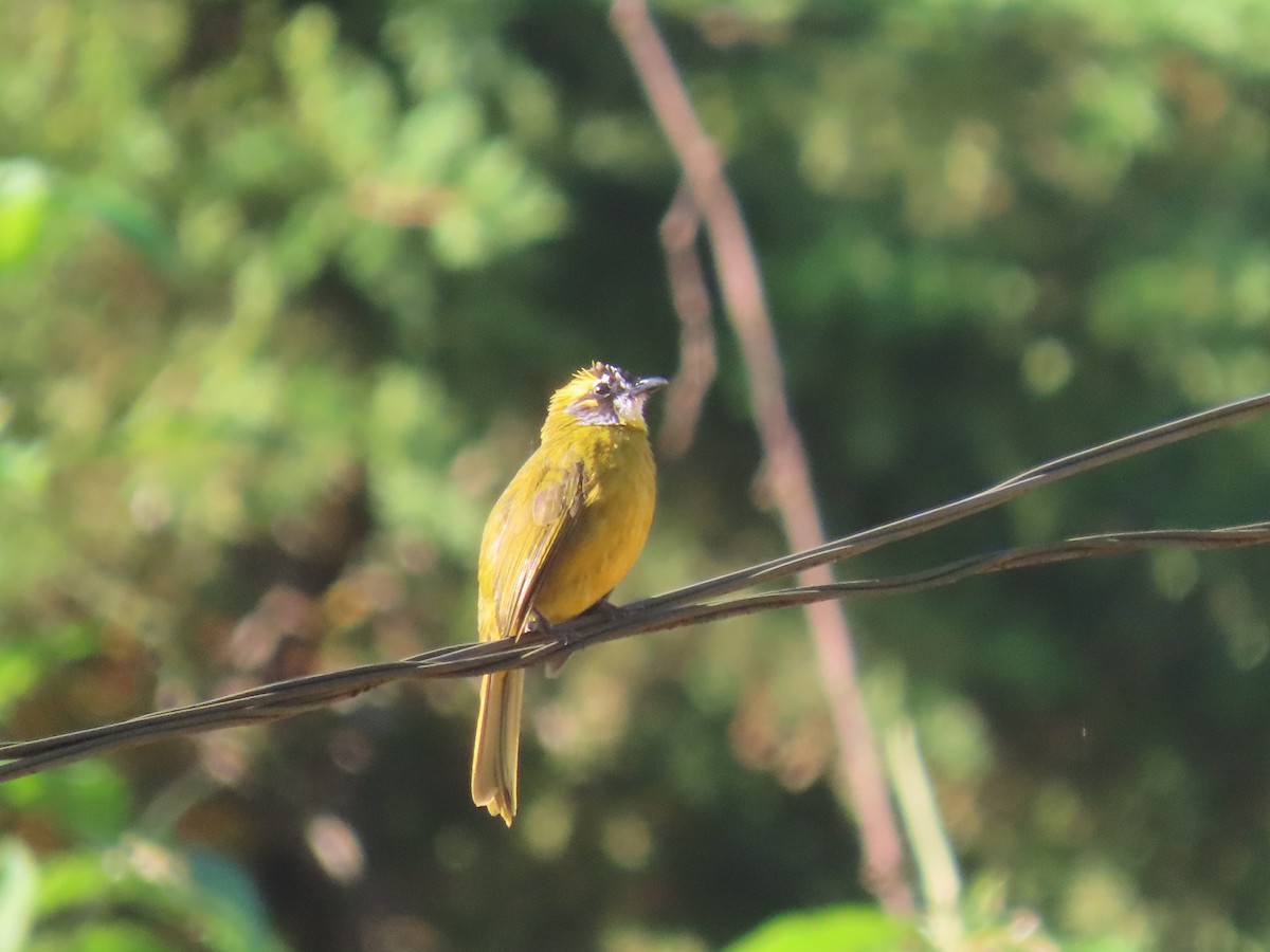 Yellow-eared Bulbul - ML646413604