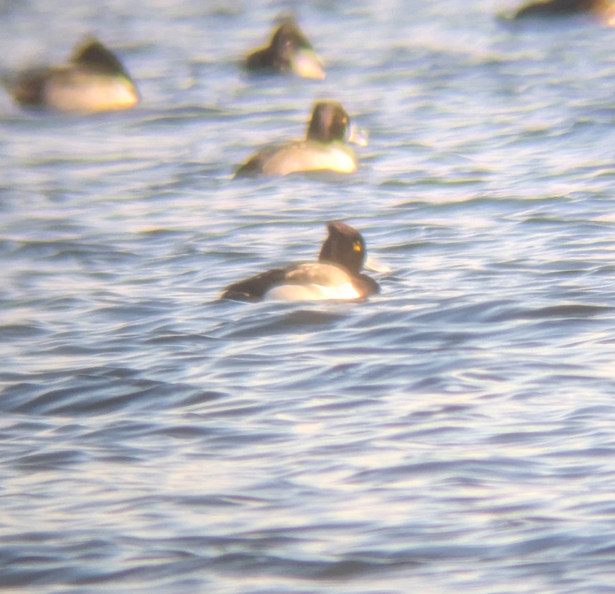 Хохлатая x Малая морская чернеть (гибрид) - ML646413610