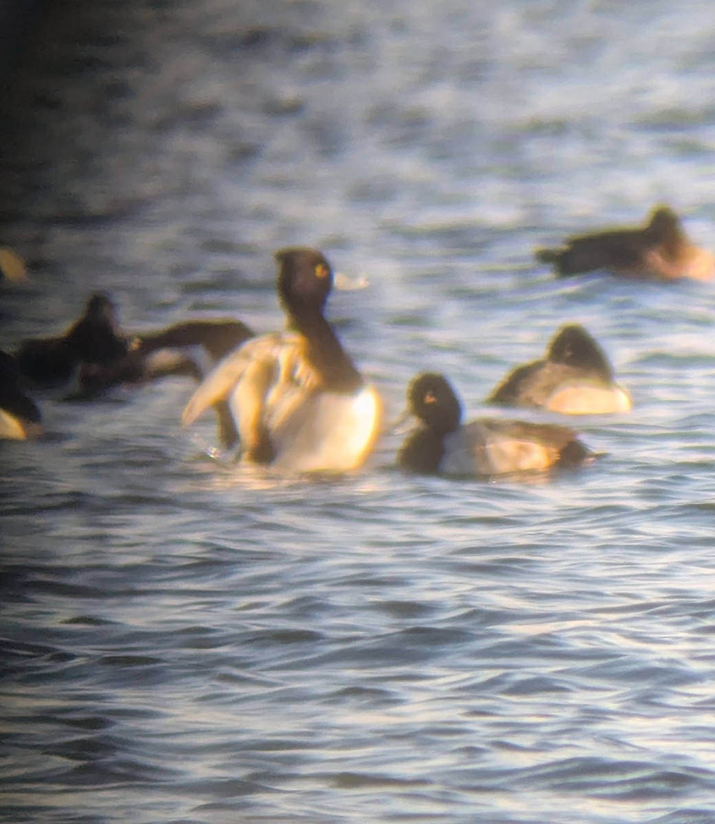 Хохлатая x Малая морская чернеть (гибрид) - ML646413611