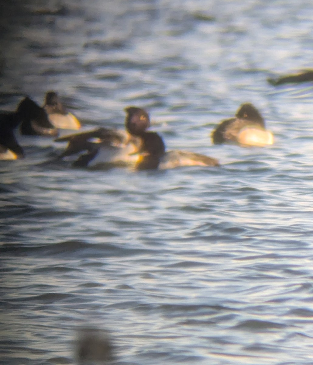 Хохлатая x Малая морская чернеть (гибрид) - ML646413612