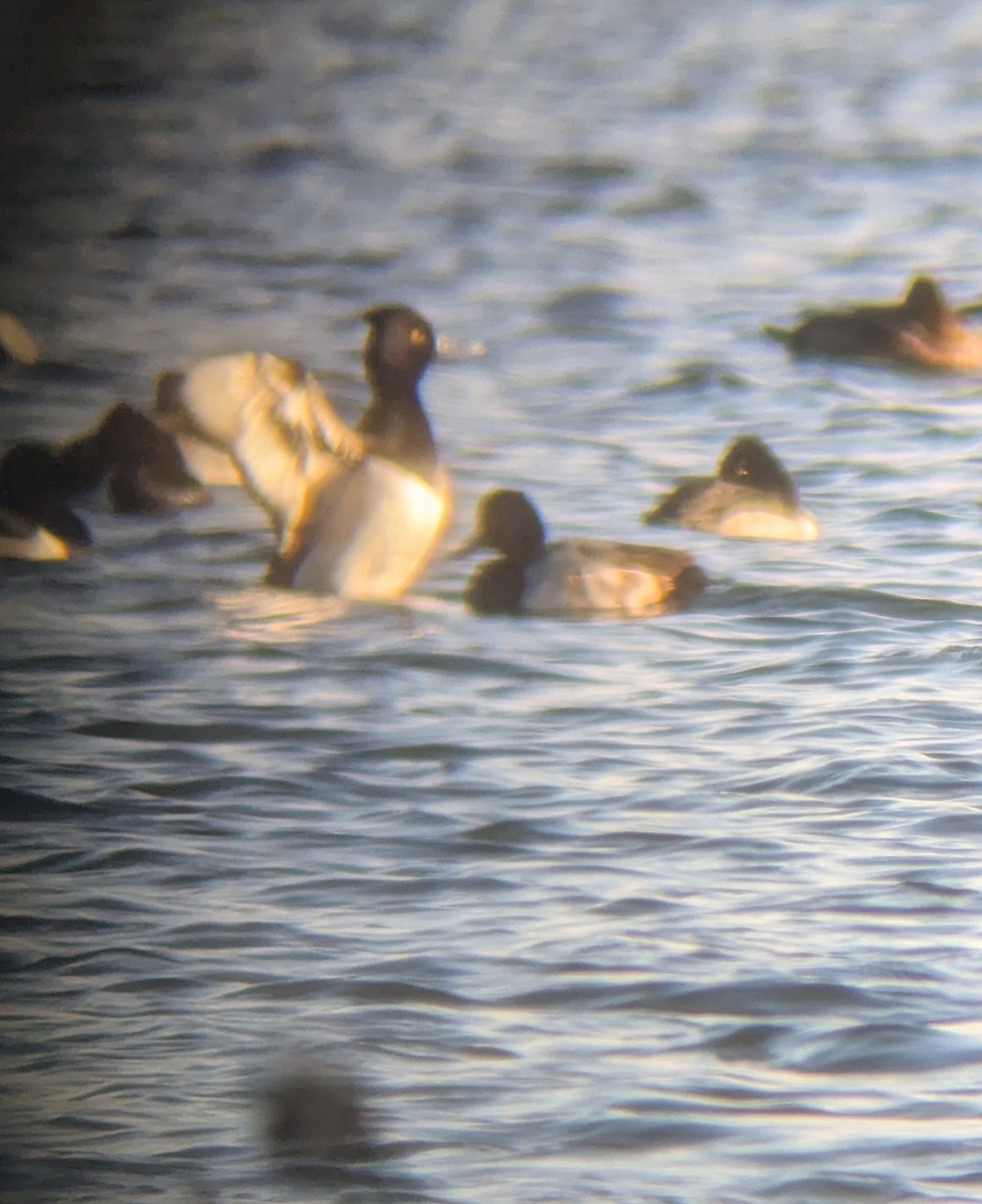 Хохлатая x Малая морская чернеть (гибрид) - ML646413613