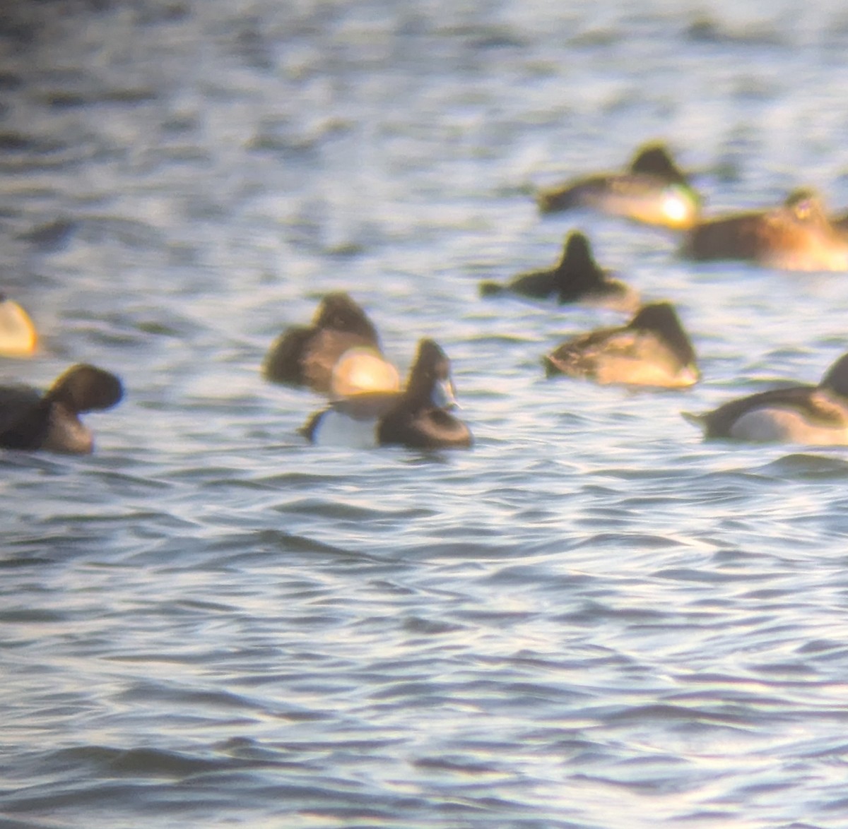 Хохлатая x Малая морская чернеть (гибрид) - ML646413614