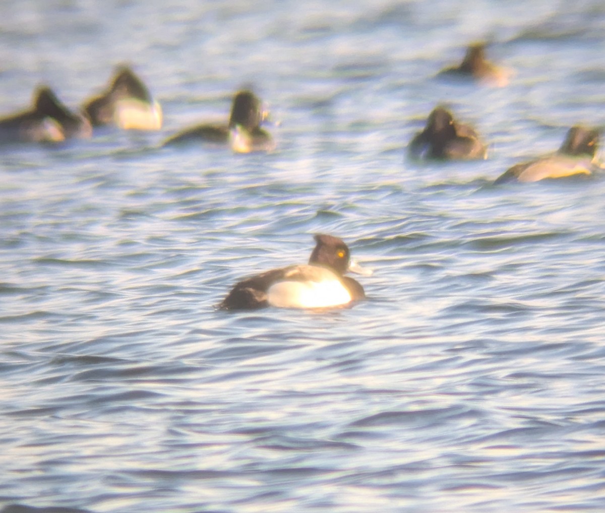 Хохлатая x Малая морская чернеть (гибрид) - ML646413615