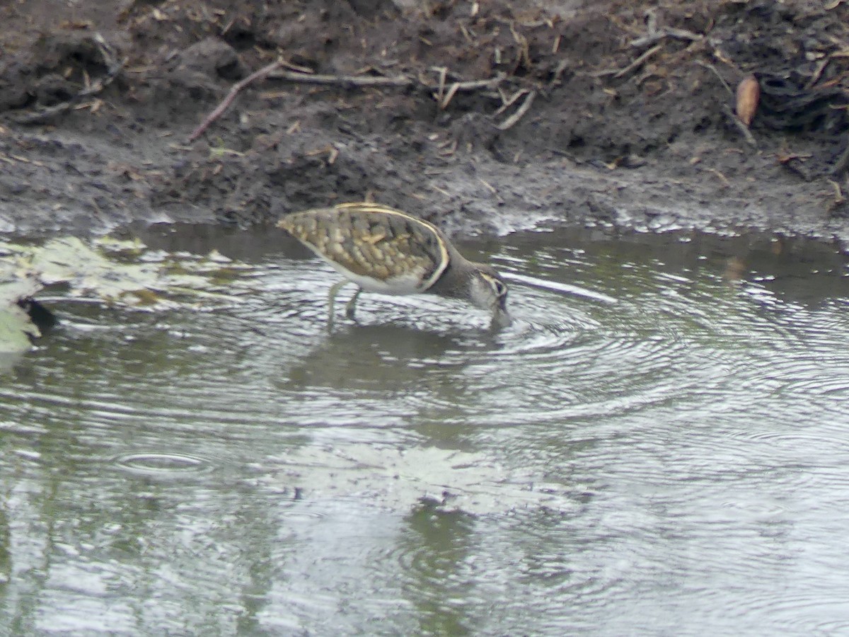 Greater Painted-Snipe - ML646413625