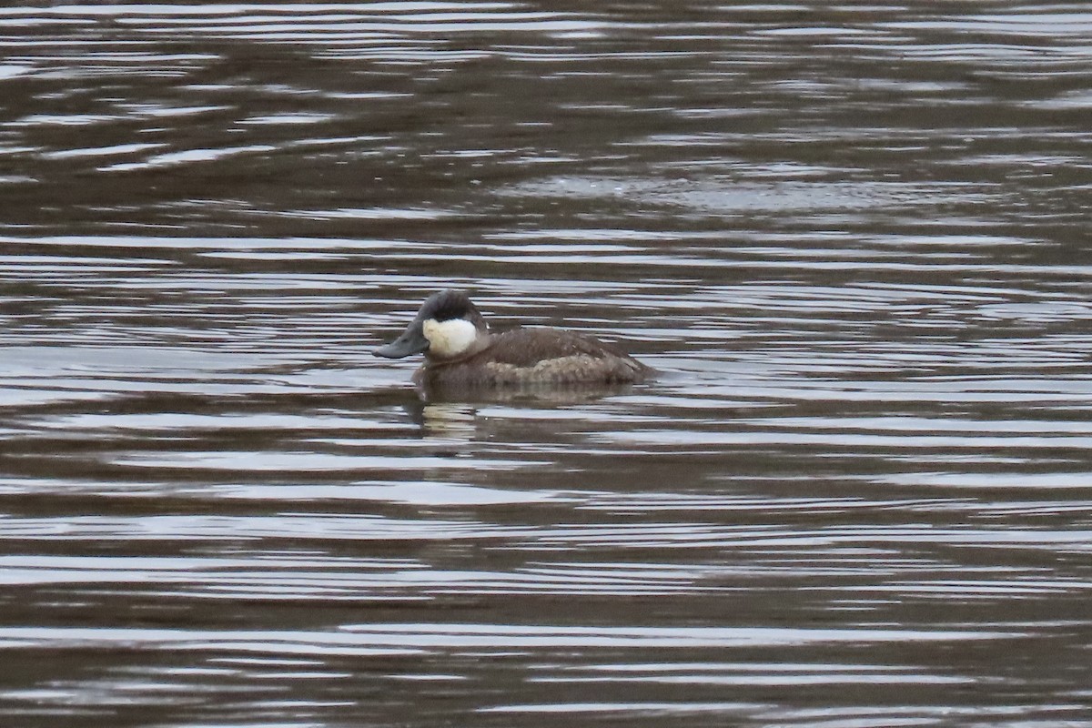 Schwarzkopf-Ruderente - ML646413626