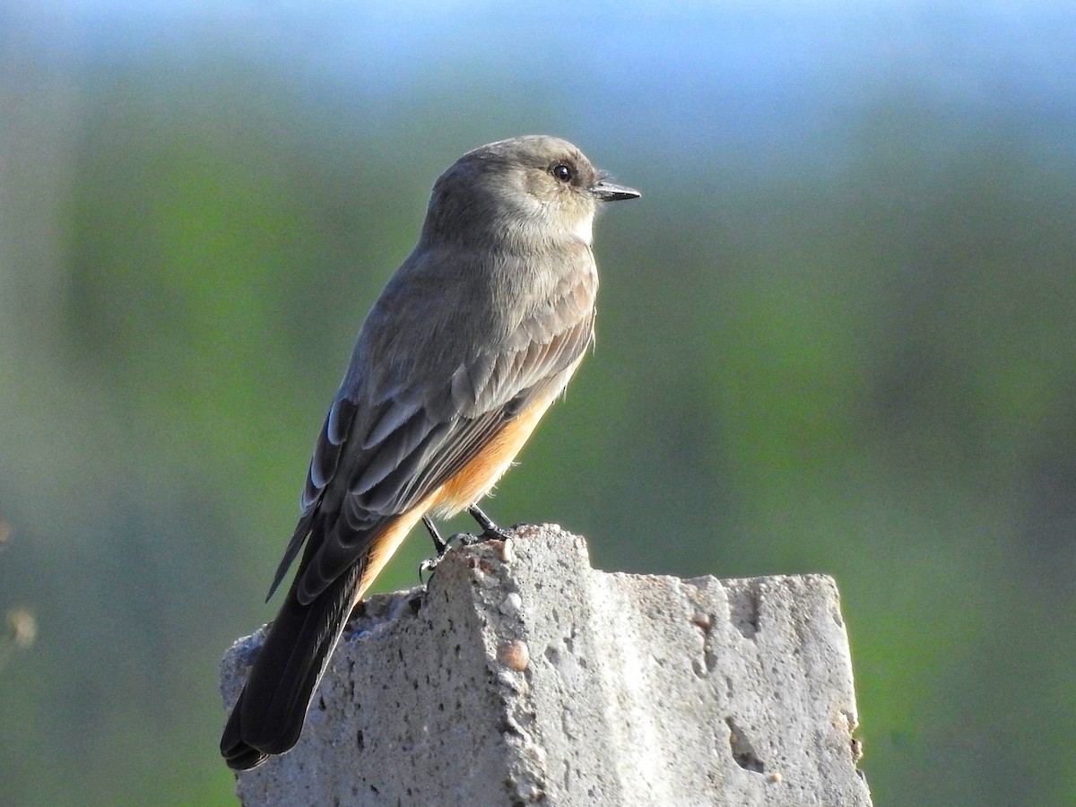 Say's Phoebe - ML646413628