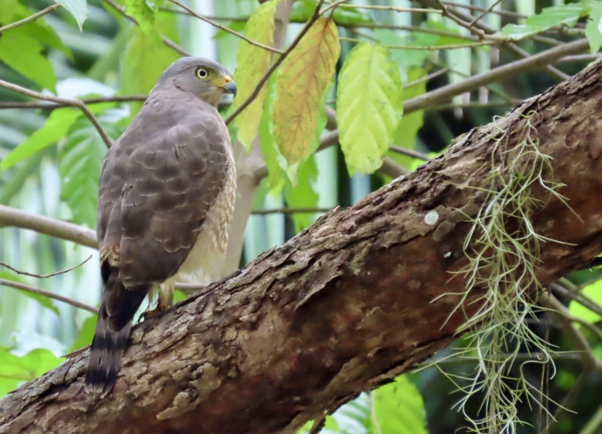 káně krahujová - ML646413630