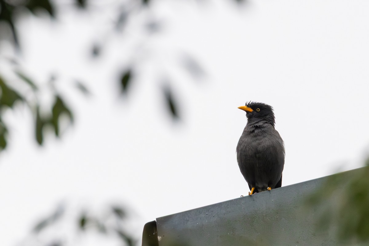 白尾八哥 - ML646413632