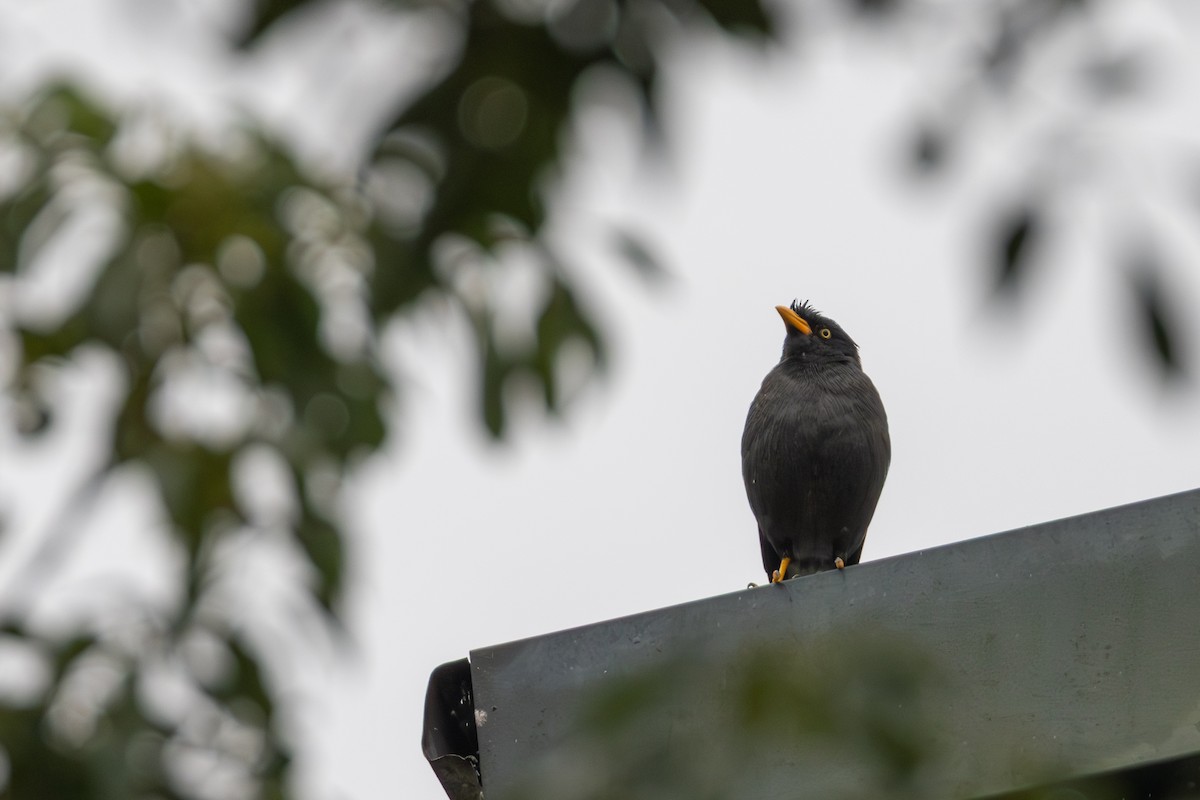 白尾八哥 - ML646413633