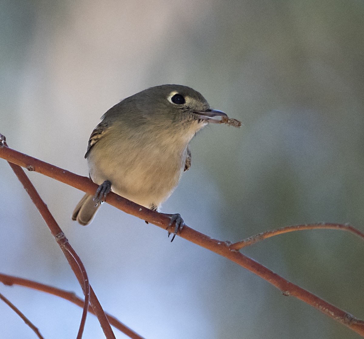 Vireo de Hutton - ML646413634