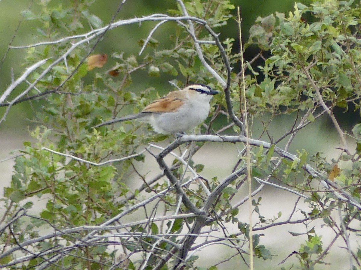 Black-crowned Tchagra (Black-crowned) - ML646413639
