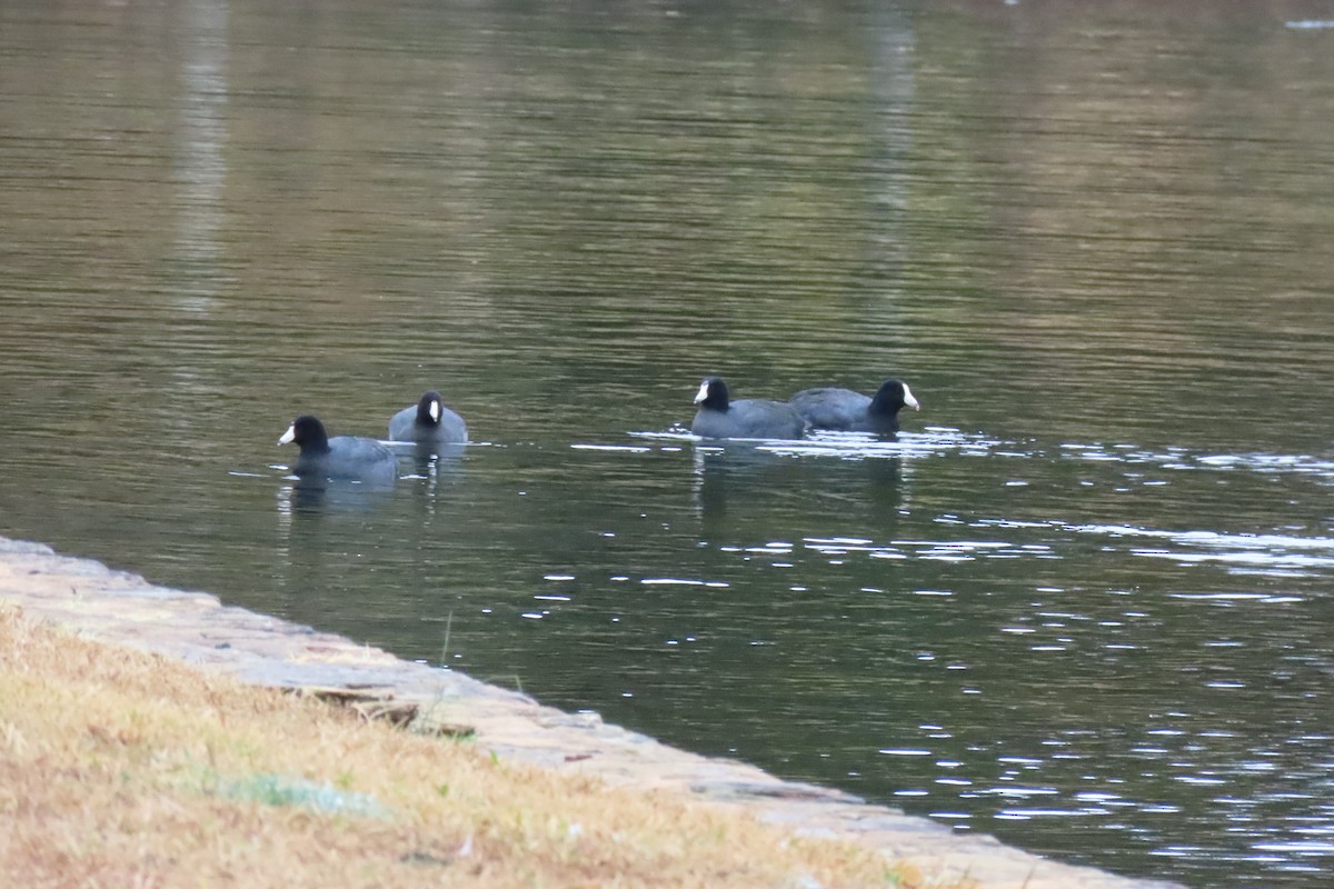 American Coot - ML646413644