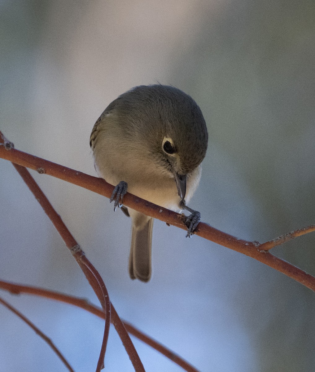 Vireo de Hutton - ML646413645