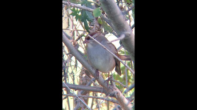 Белобровая овсянка - ML646413646