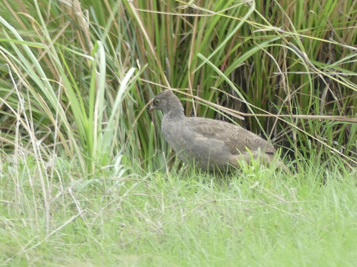 Red-billed Spurfowl - ML646413650