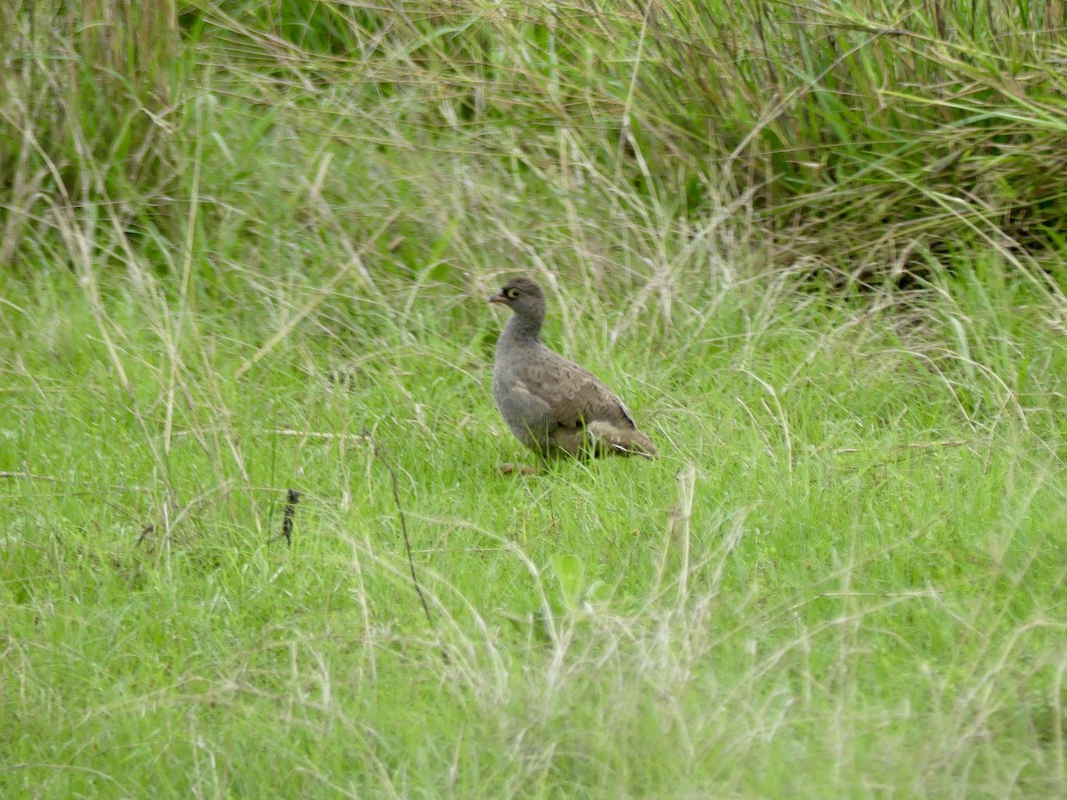 Red-billed Spurfowl - ML646413651