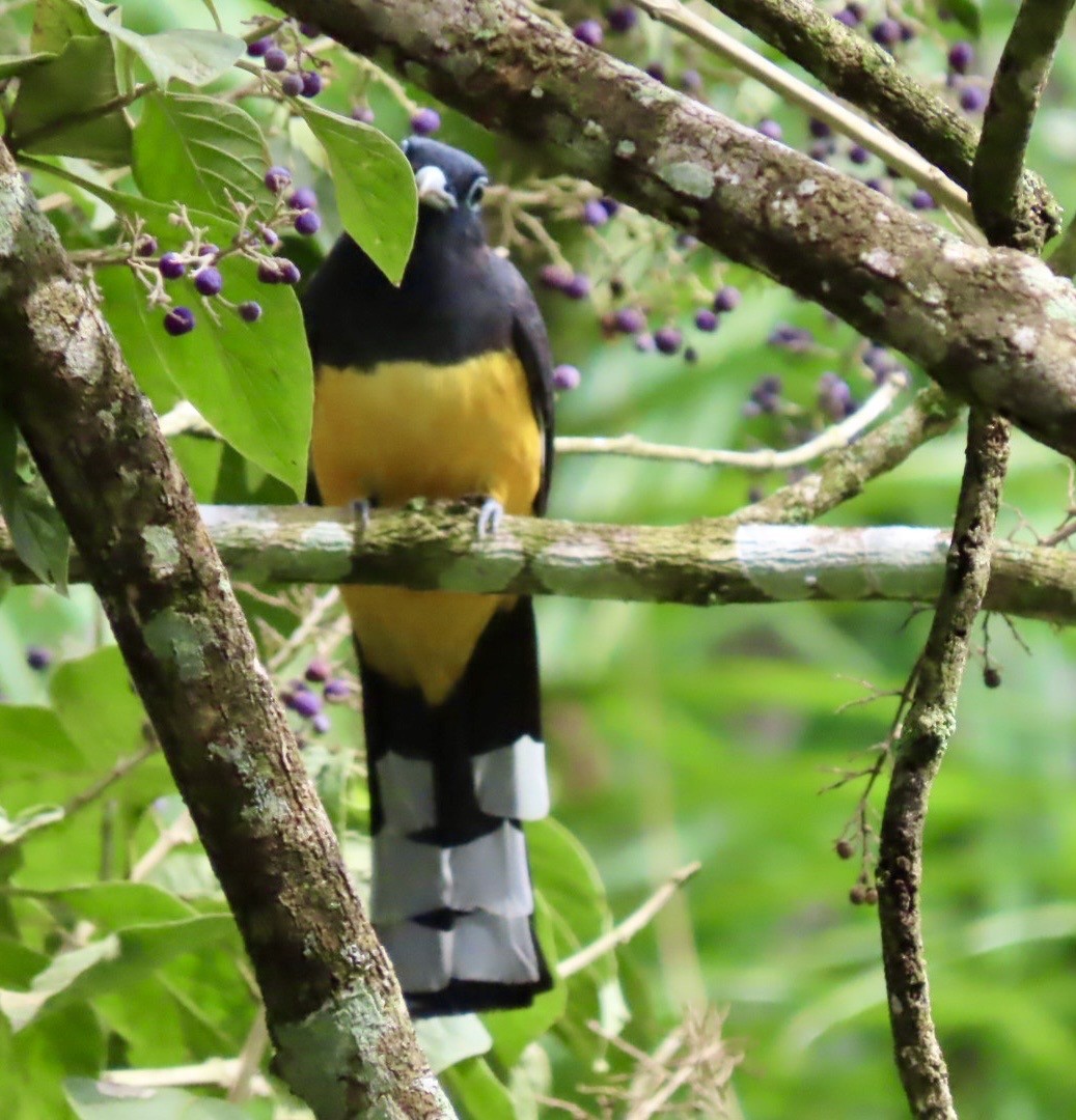 Black-headed Trogon - ML646413652