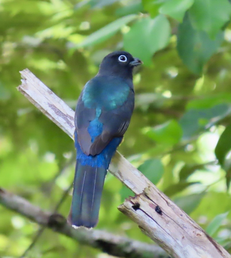 Black-headed Trogon - ML646413653