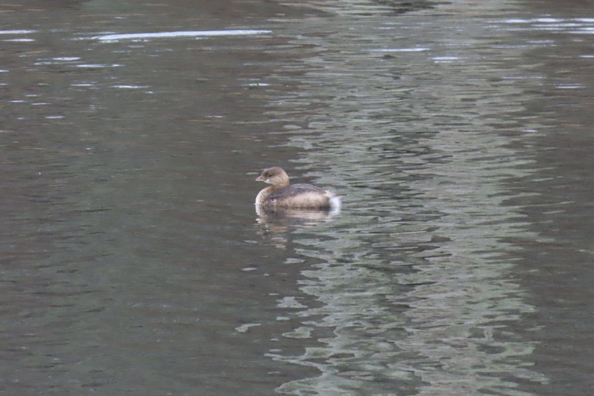 Pied-billed Grebe - ML646413654