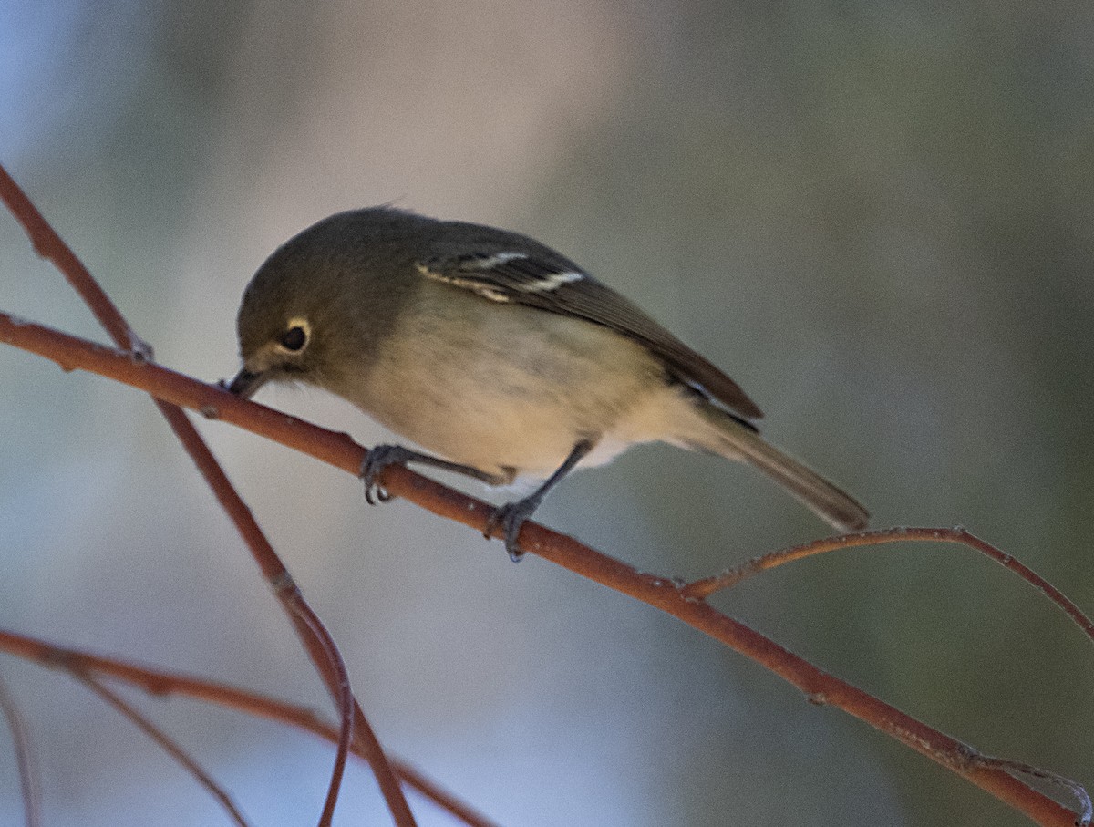 Vireo de Hutton - ML646413656