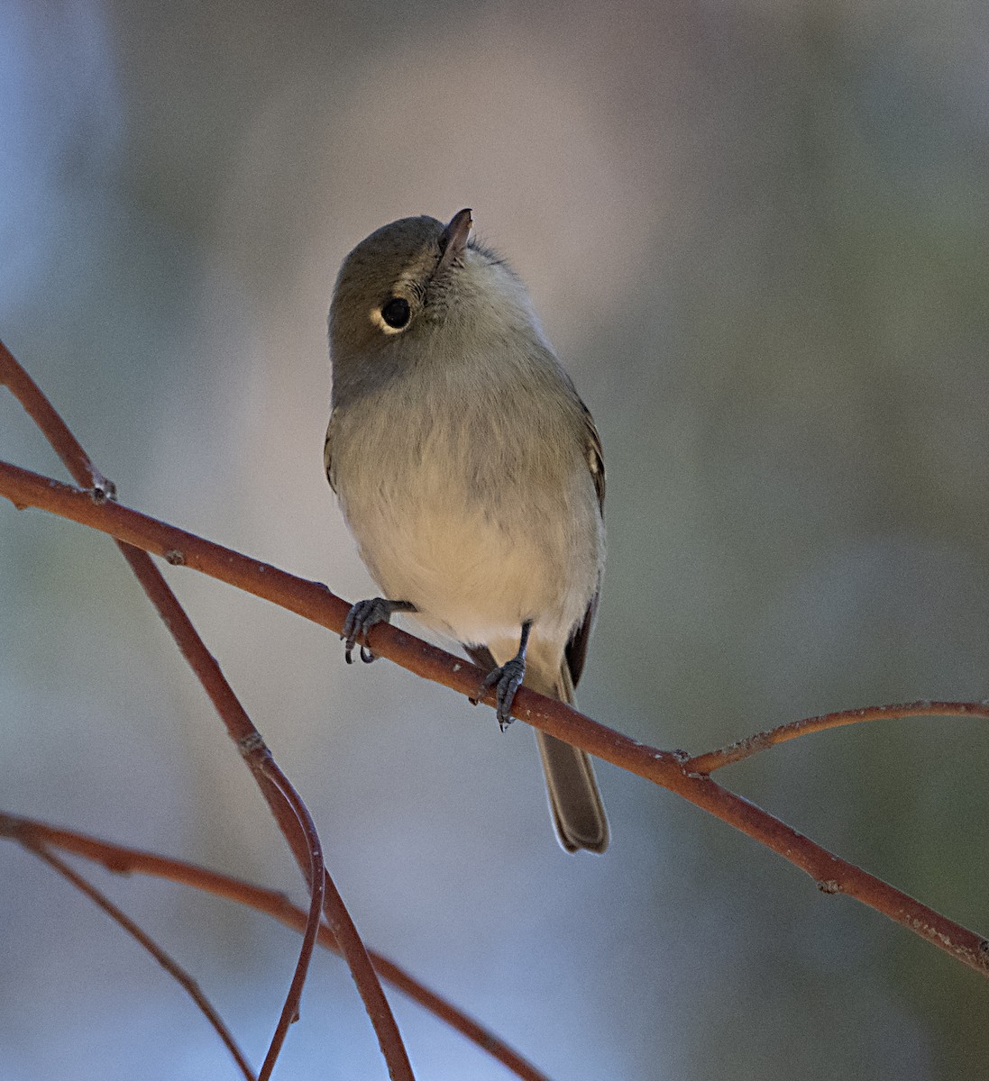 Vireo de Hutton - ML646413657