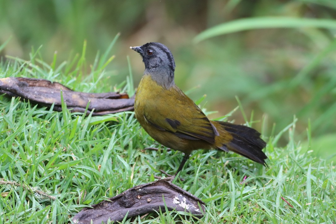 Large-footed Finch - ML646413658