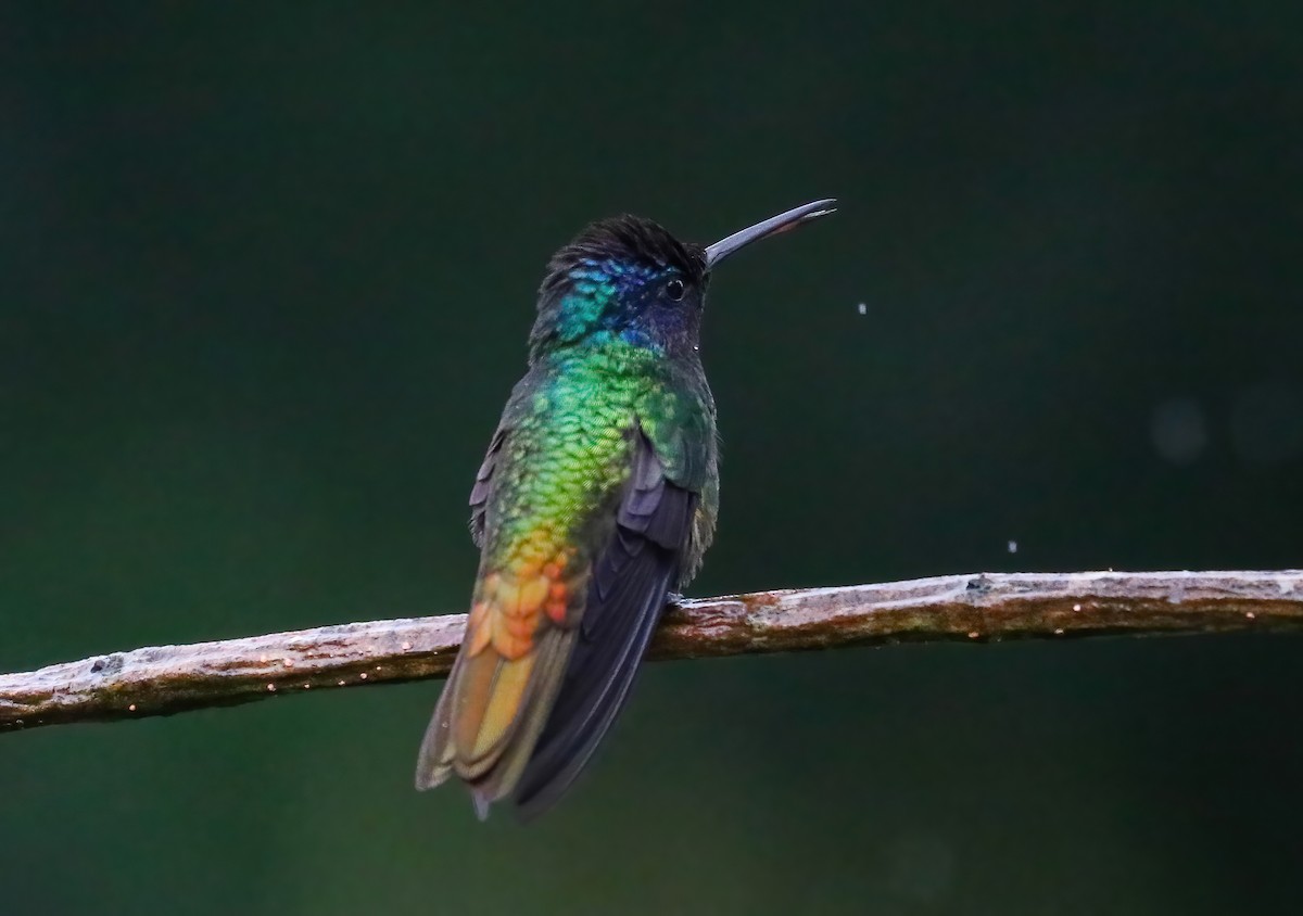 Golden-tailed Sapphire - ML646413660